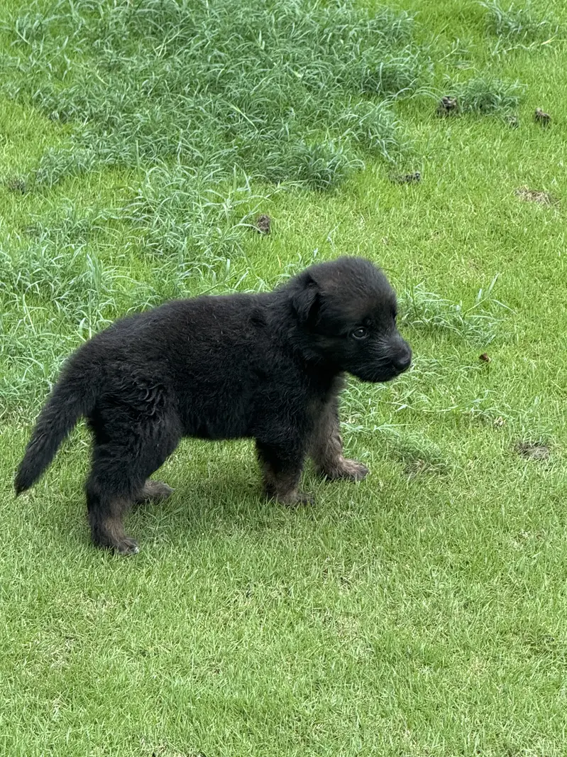German Shepherd pups — photo 5