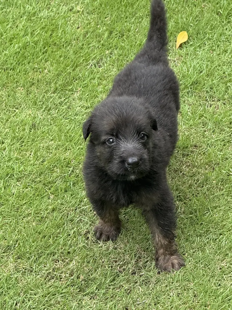 German Shepherd pups — photo 6