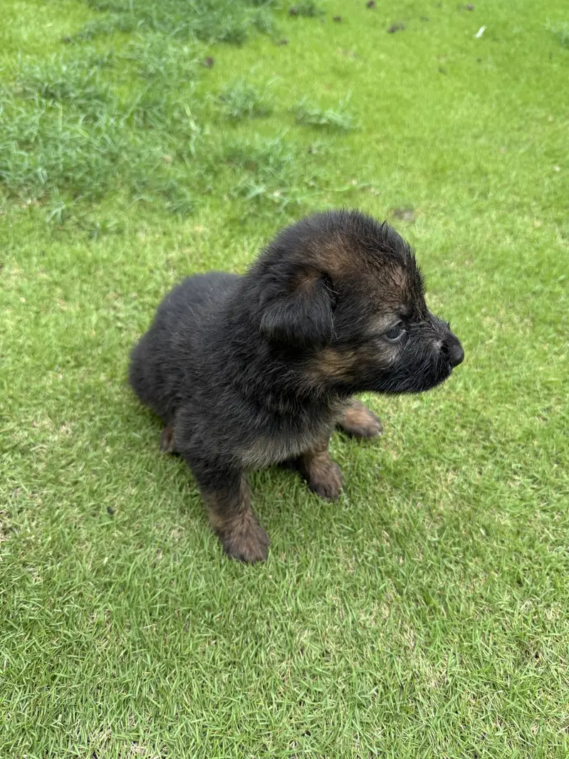 German Shepherd pups — photo 11