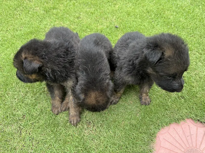 German Shepherd pups — photo 12