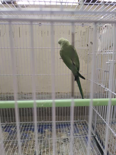 Breeder pair