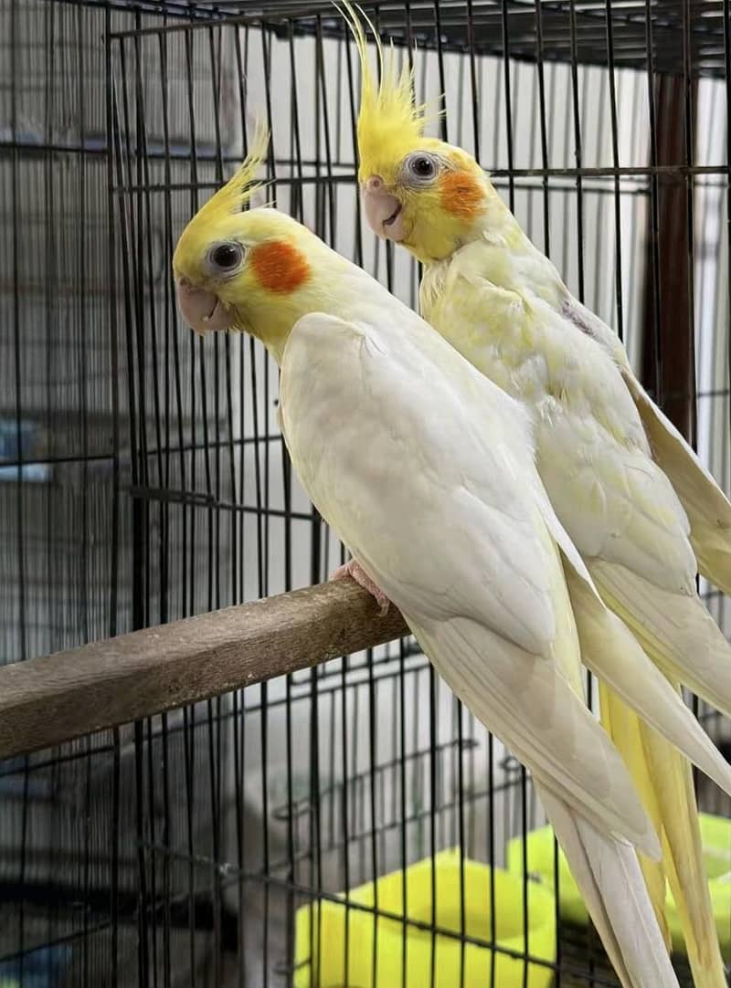 Breeder pair 1
