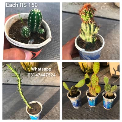 plants 0.3. 1.4.7.4. 4.7. 5.2. 4