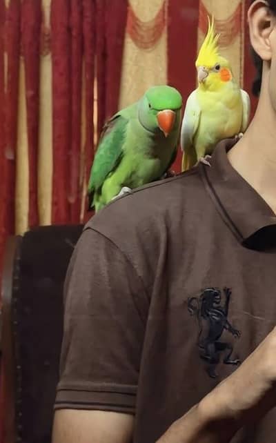 handtame raw parrot and Cocktail available