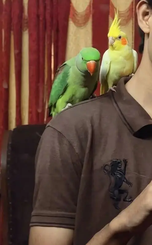 handtame raw parrot and Cocktail available