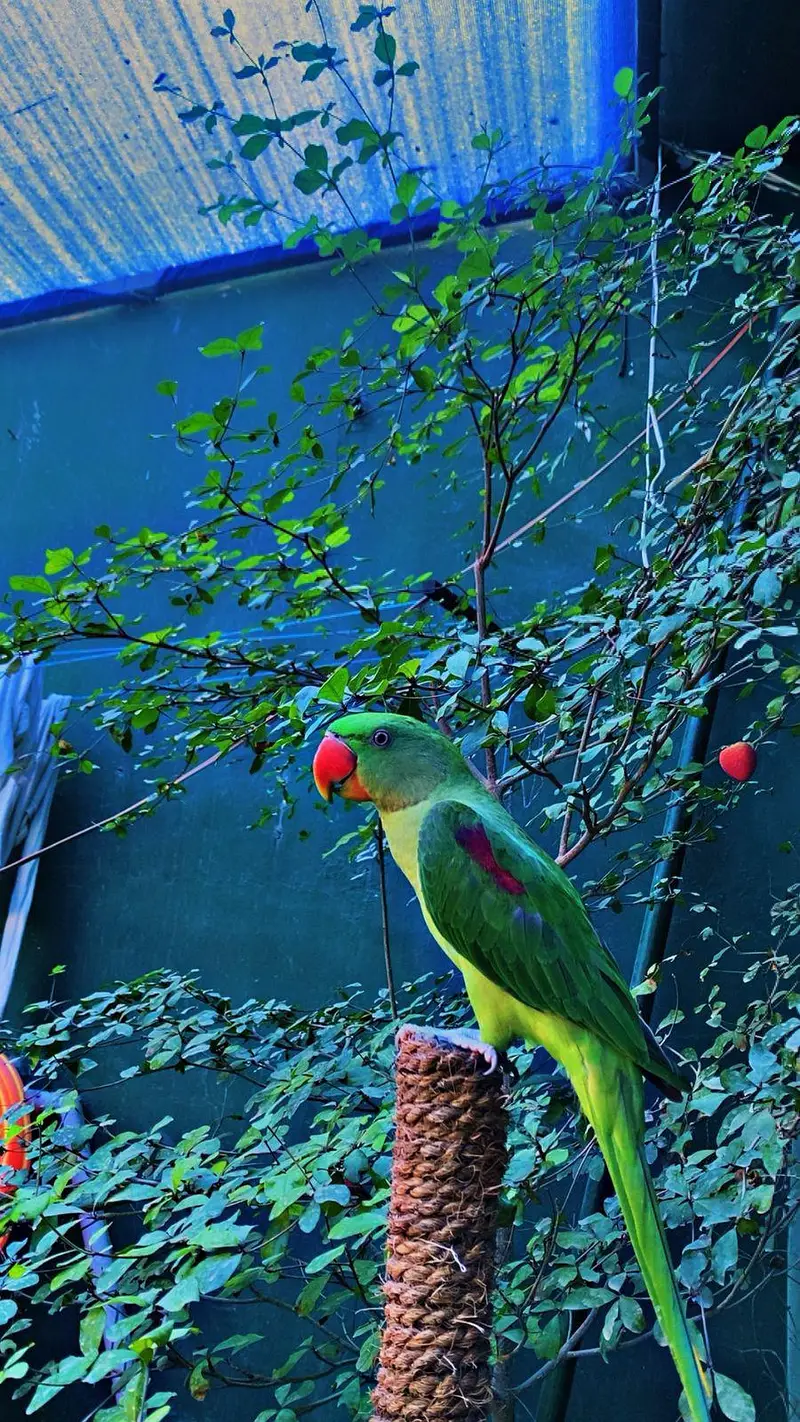 handtame raw parrot and Cocktail available — photo 2