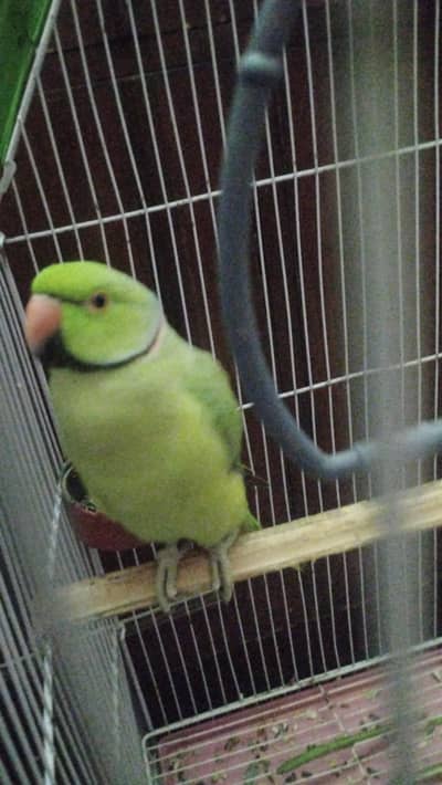 Ringneck parrot hand tame 03116640090