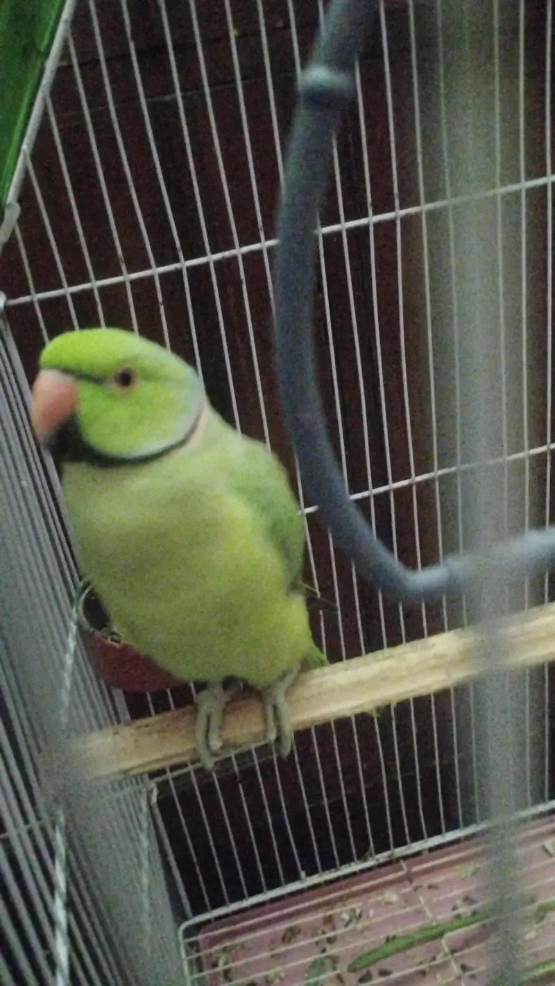 Ringneck parrot hand tame 03116640090