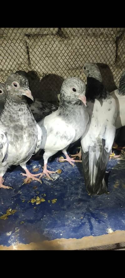 home breed prwazi bachy for sale