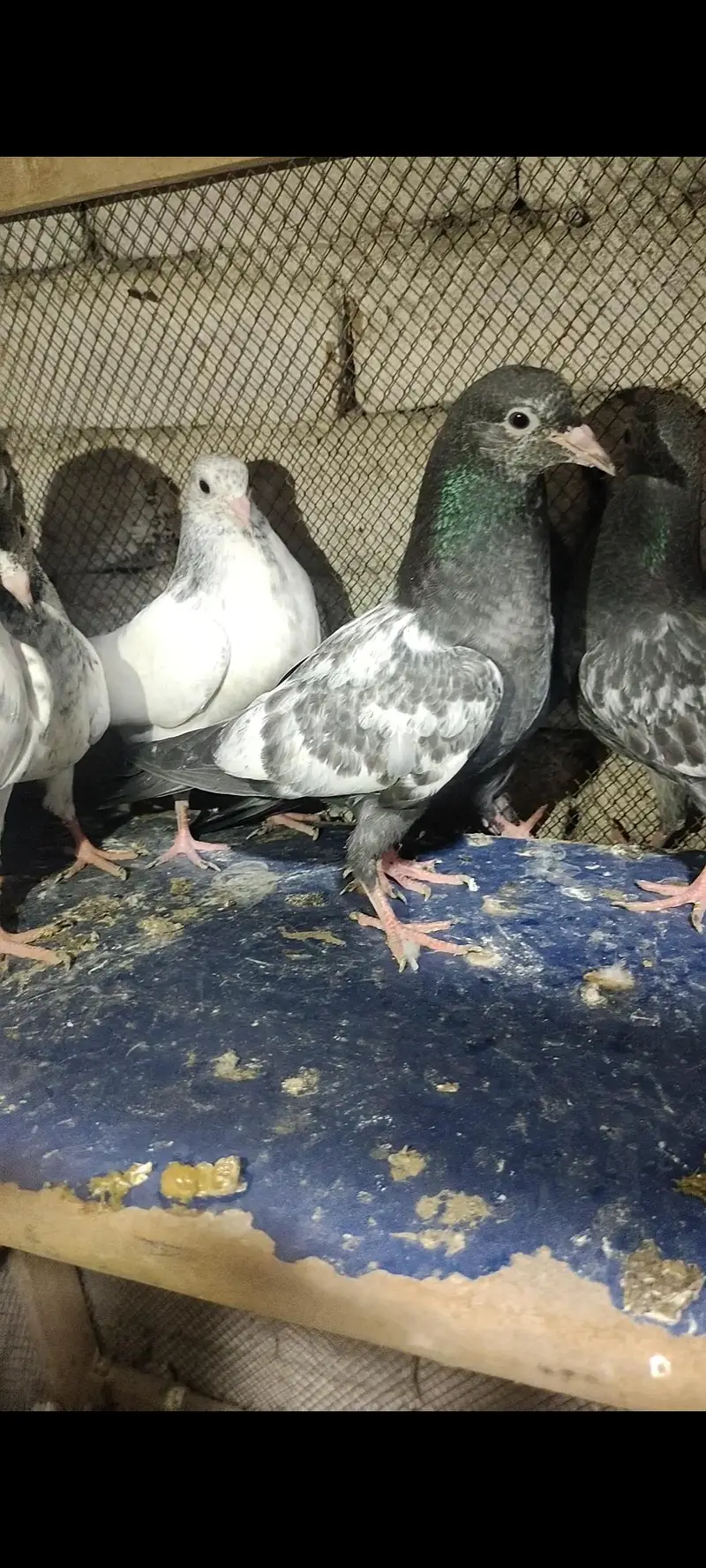 home breed prwazi bachy for sale — photo 2