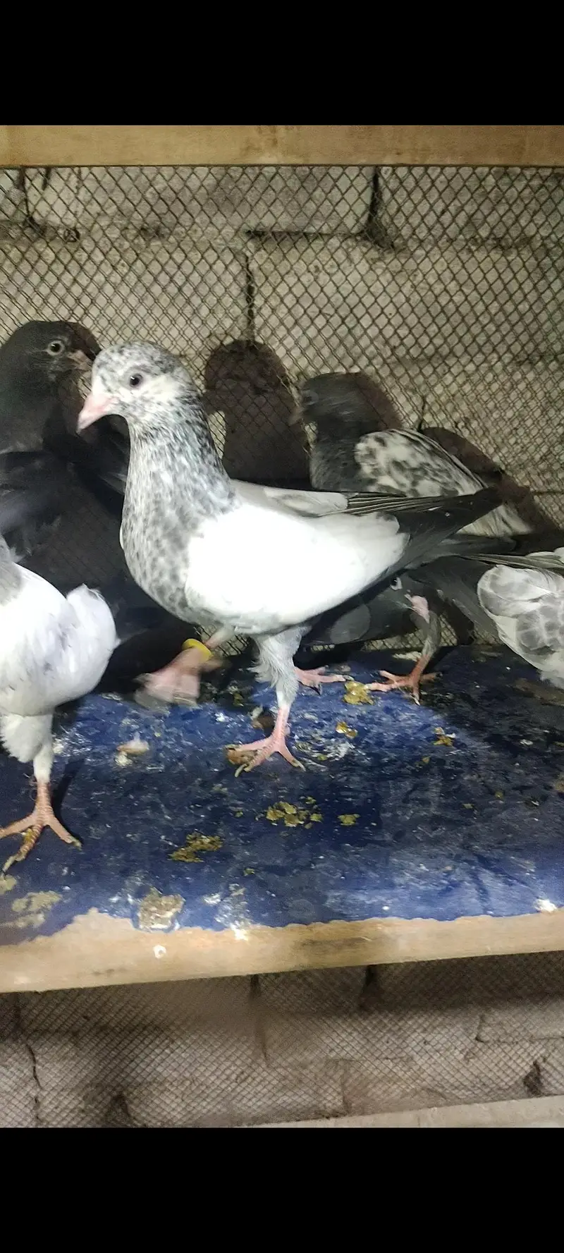 home breed prwazi bachy for sale — photo 3