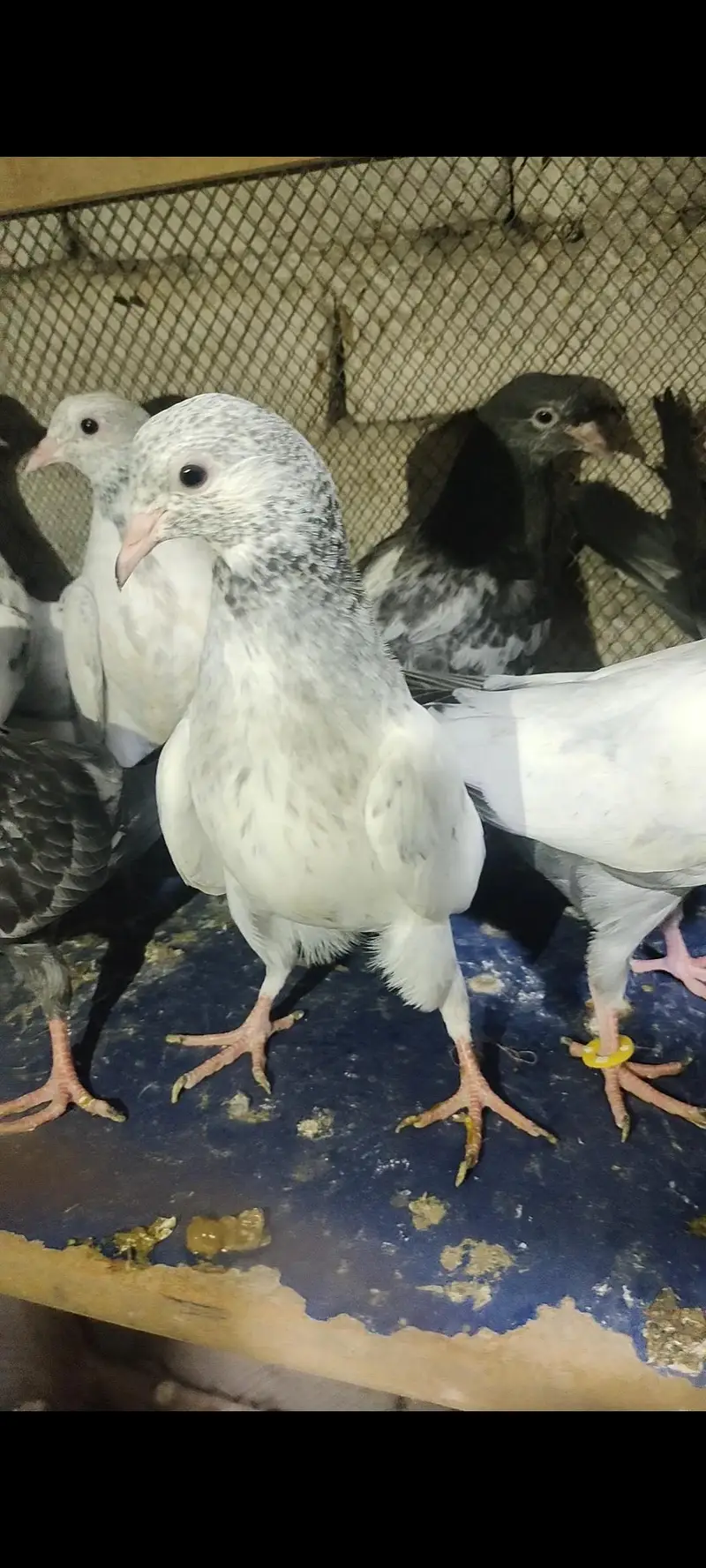 home breed prwazi bachy for sale — photo 4