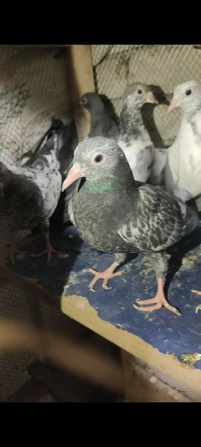 home breed prwazi bachy for sale — photo 5