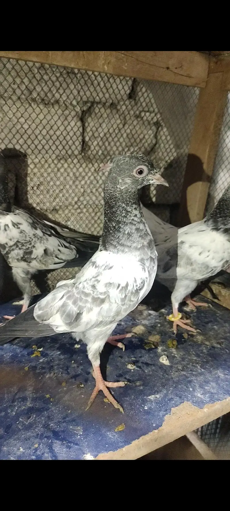 home breed prwazi bachy for sale — photo 6
