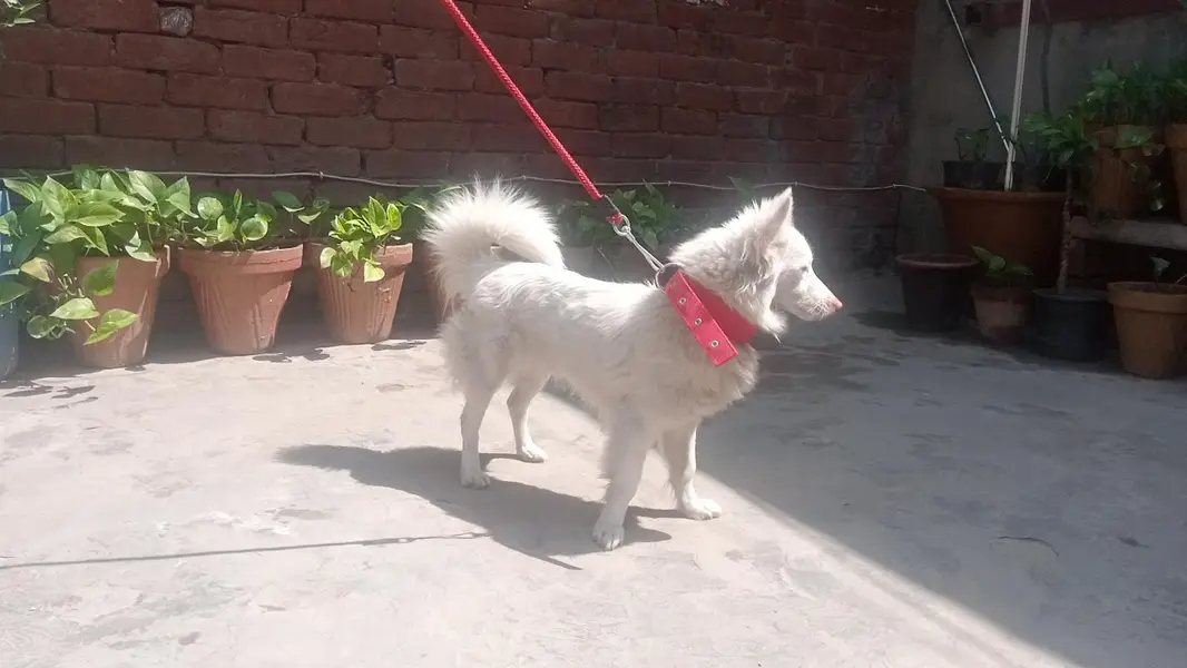 Russian Dog pink nose Healthy and Active