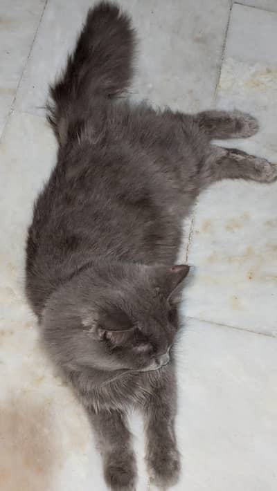persian cat breeding pair