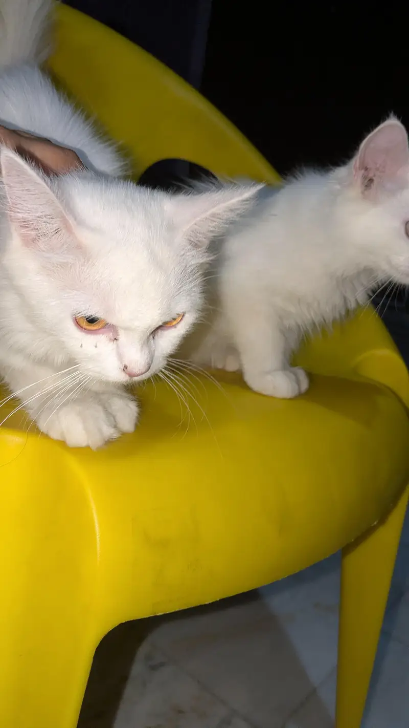 persian cat breeding pair — photo 2