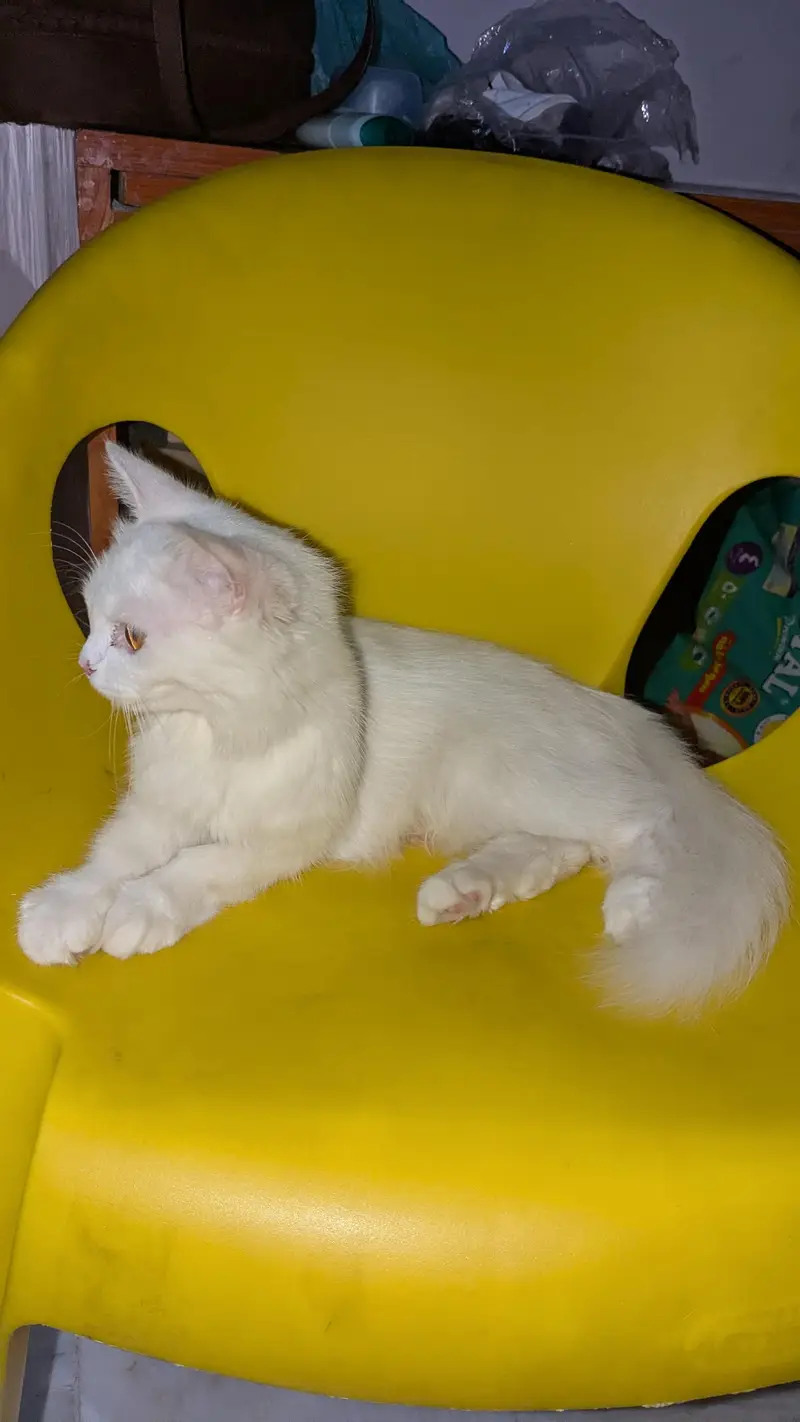 persian cat breeding pair — photo 3