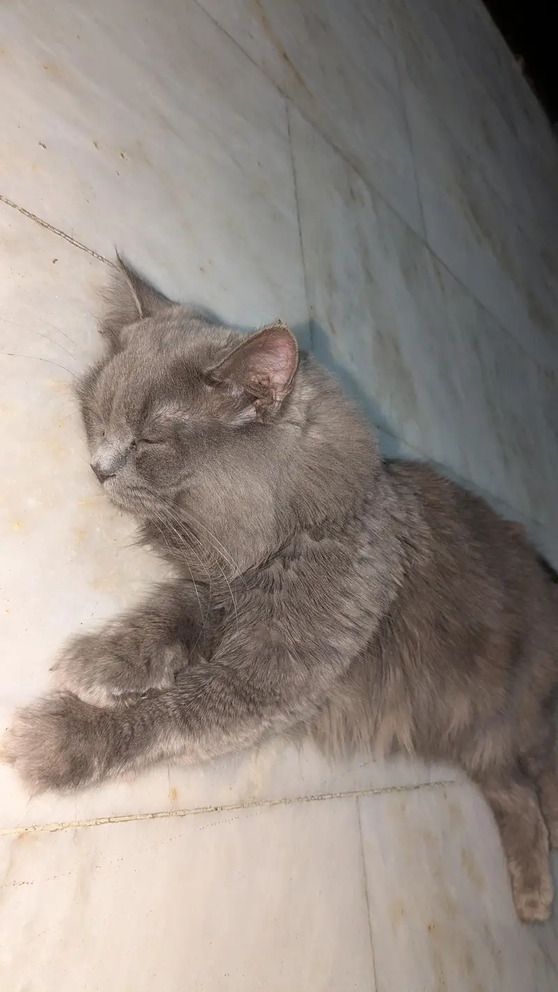 persian cat breeding pair — photo 4