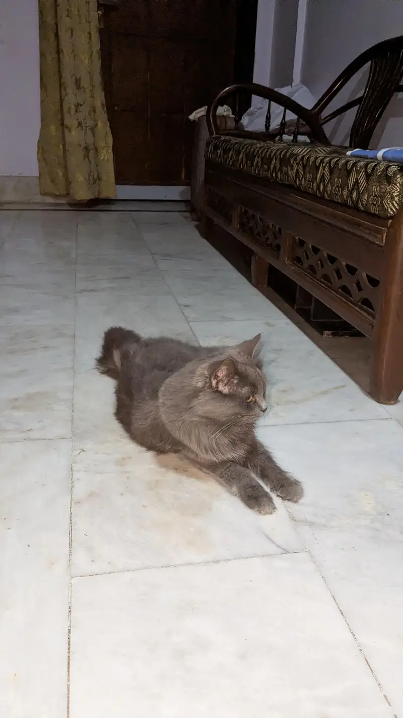 persian cat breeding pair — photo 5