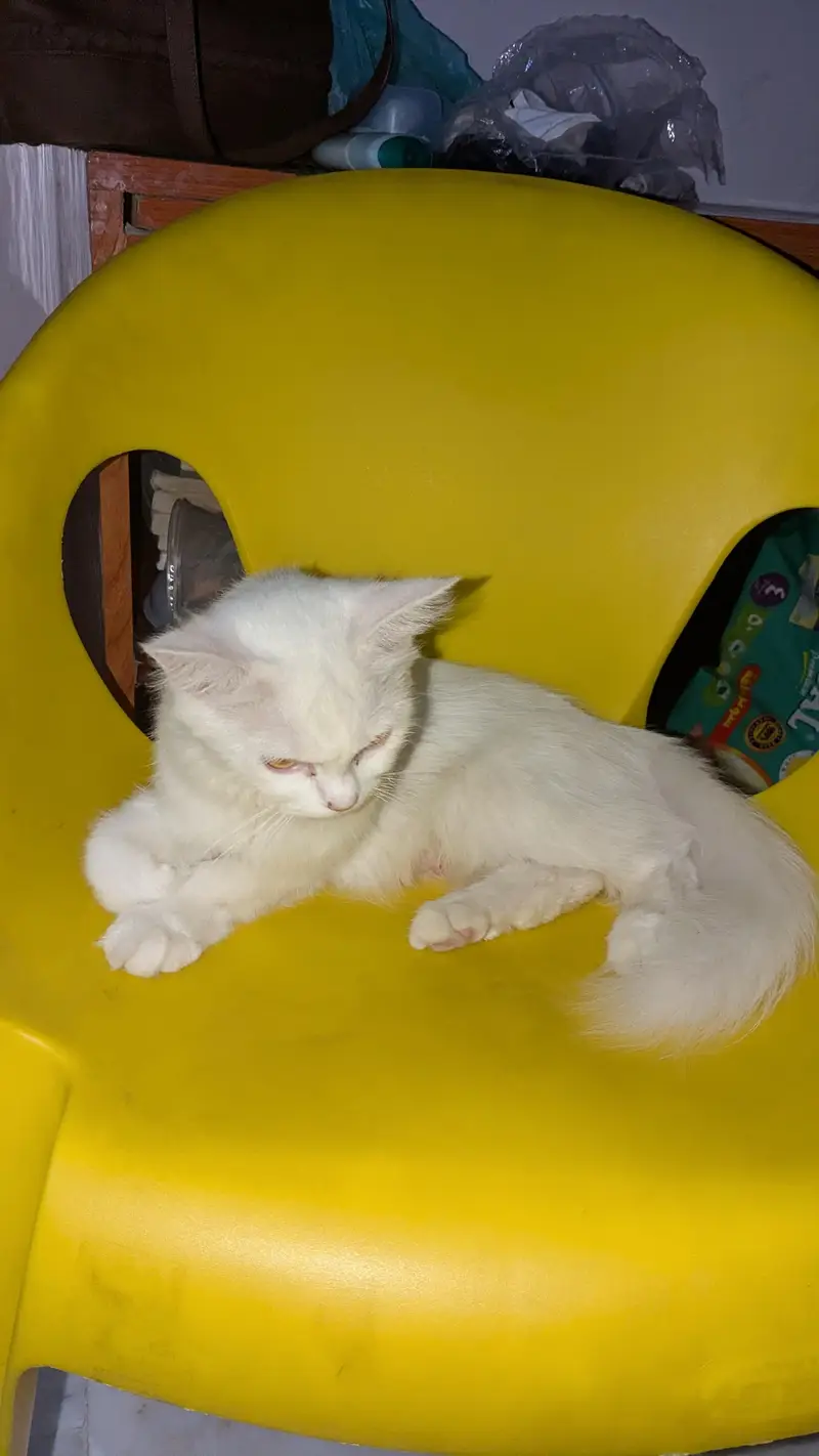 persian cat breeding pair — photo 6