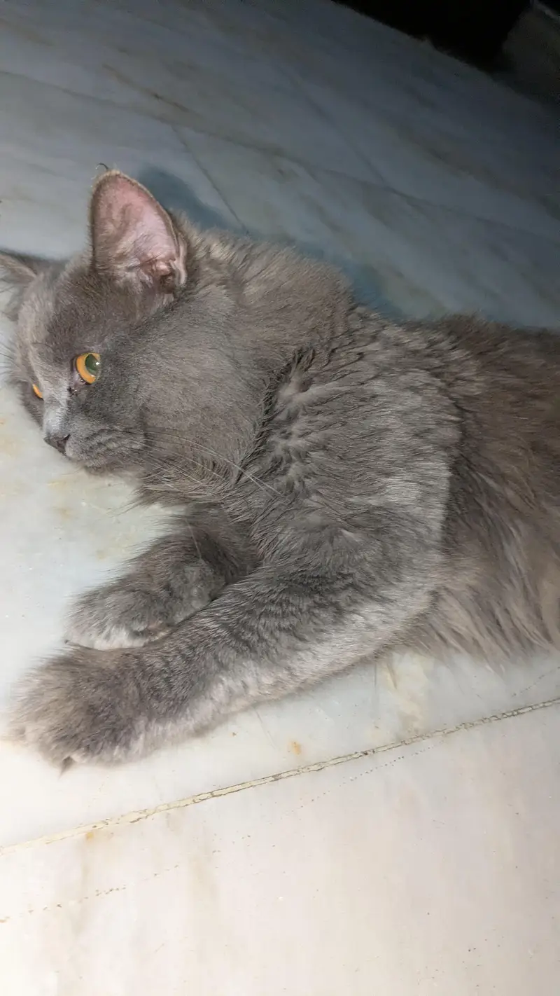 persian cat breeding pair — photo 7