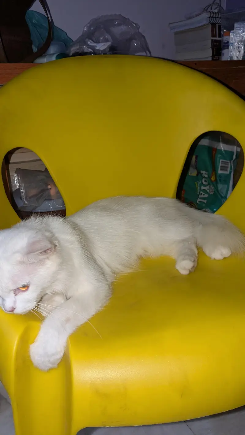 persian cat breeding pair — photo 8