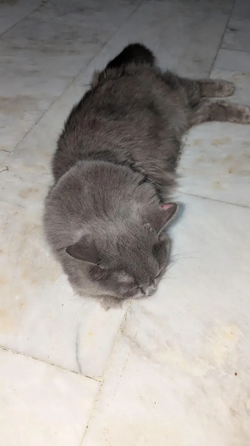 persian cat breeding pair — photo 9