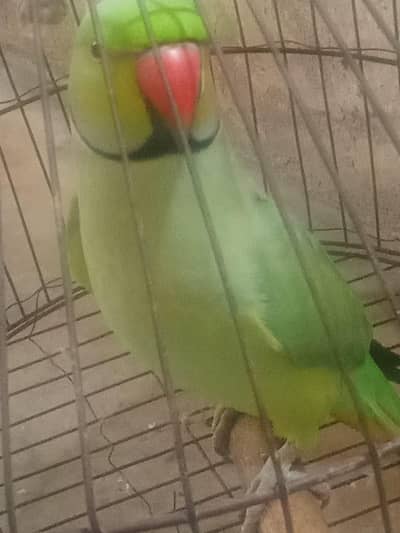 1 parrot