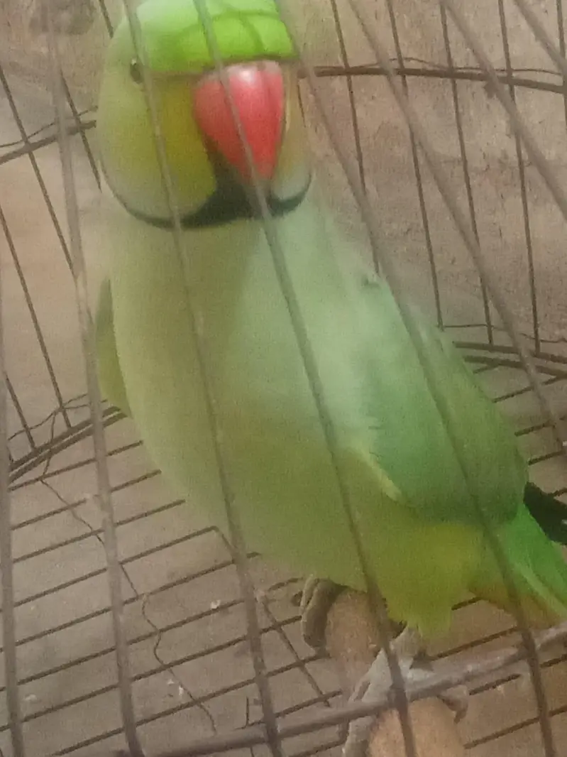 1 parrot