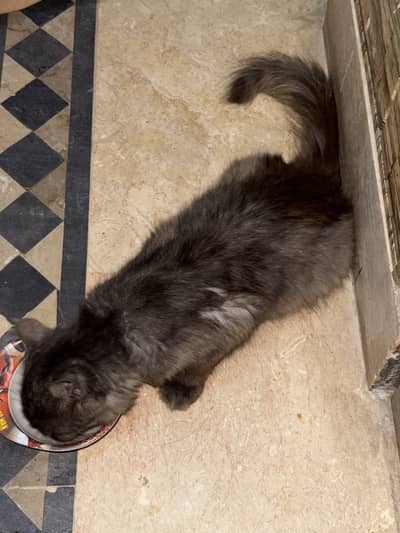 Catss