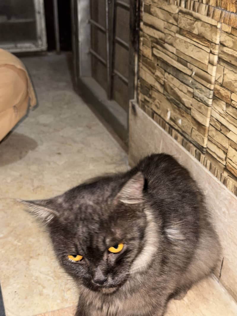 Catss 1