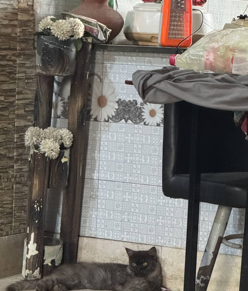 Catss 2