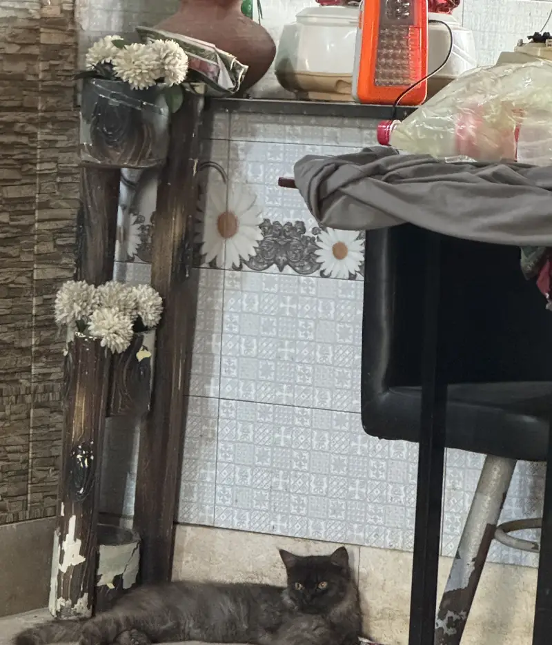 Catss — photo 3