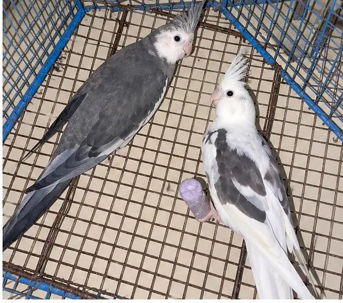 All quality parrot for sale