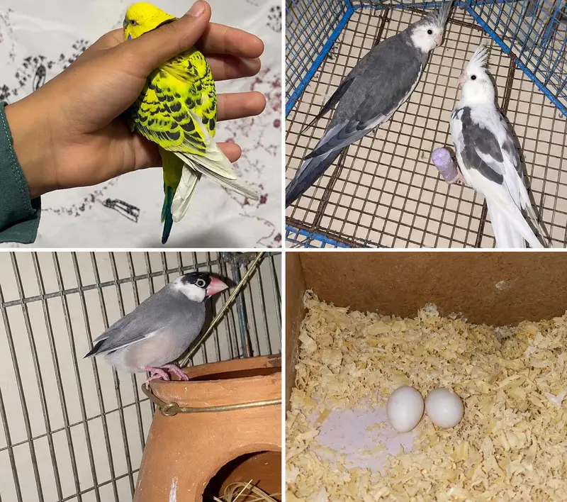 All quality parrot for sale — photo 2