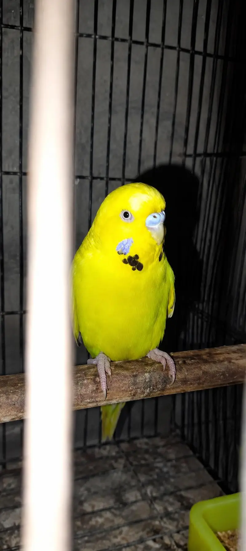All quality parrot for sale — photo 3