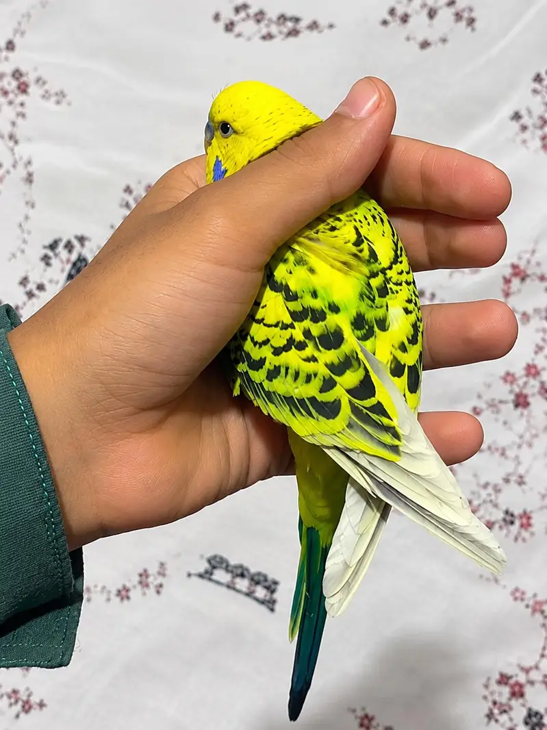 All quality parrot for sale — photo 4
