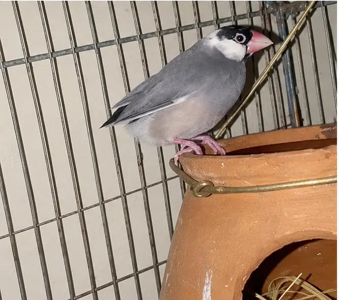 All quality parrot for sale — photo 6