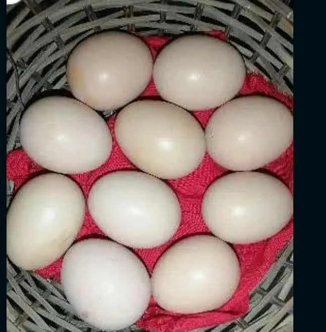Australorp