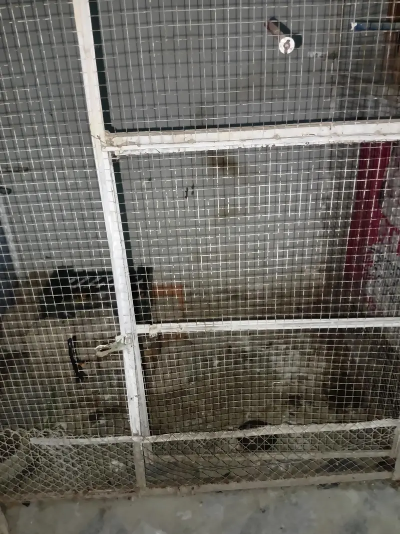 cages — photo 4