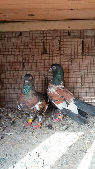 Pishori breeder pair