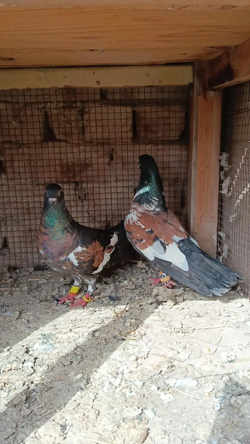 Pishori breeder pair — photo 2