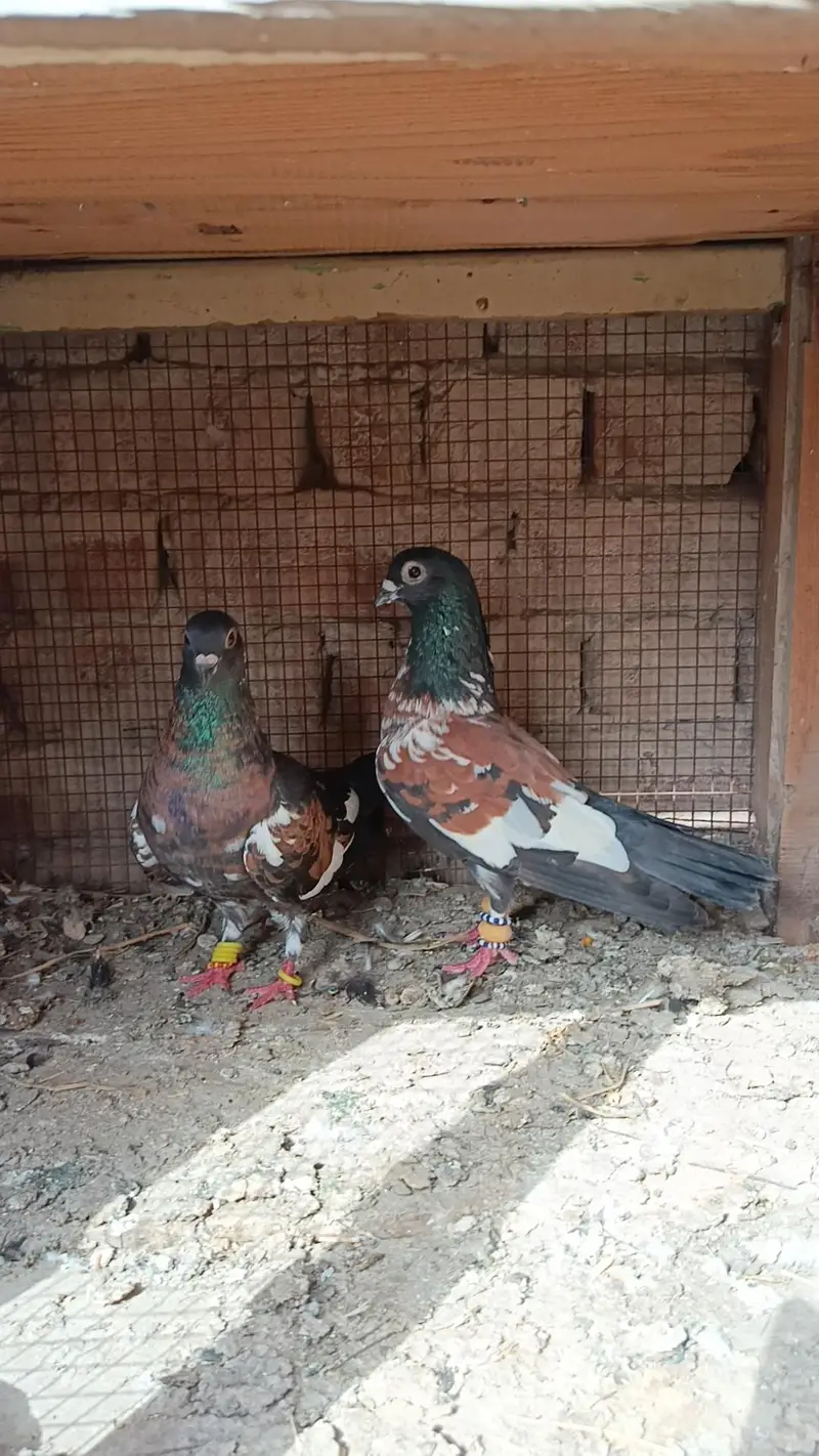 Pishori breeder pair — photo 3