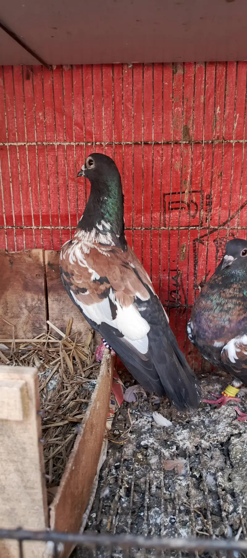 Pishori breeder pair — photo 6