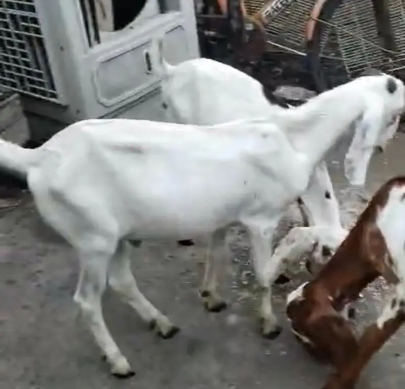 baby male goat — photo 2