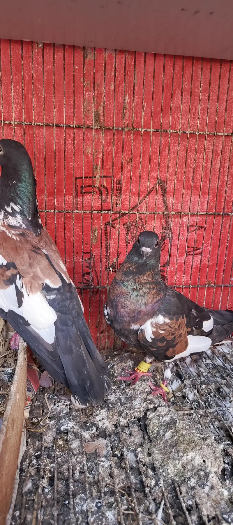 Pishori breeder pair — photo 7