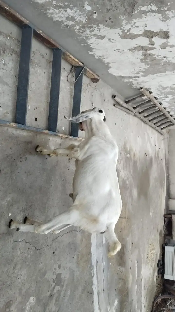 baby male goat — photo 3