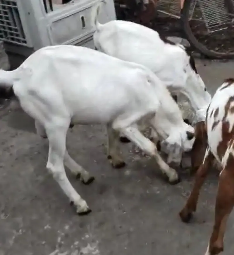 baby male goat — photo 4