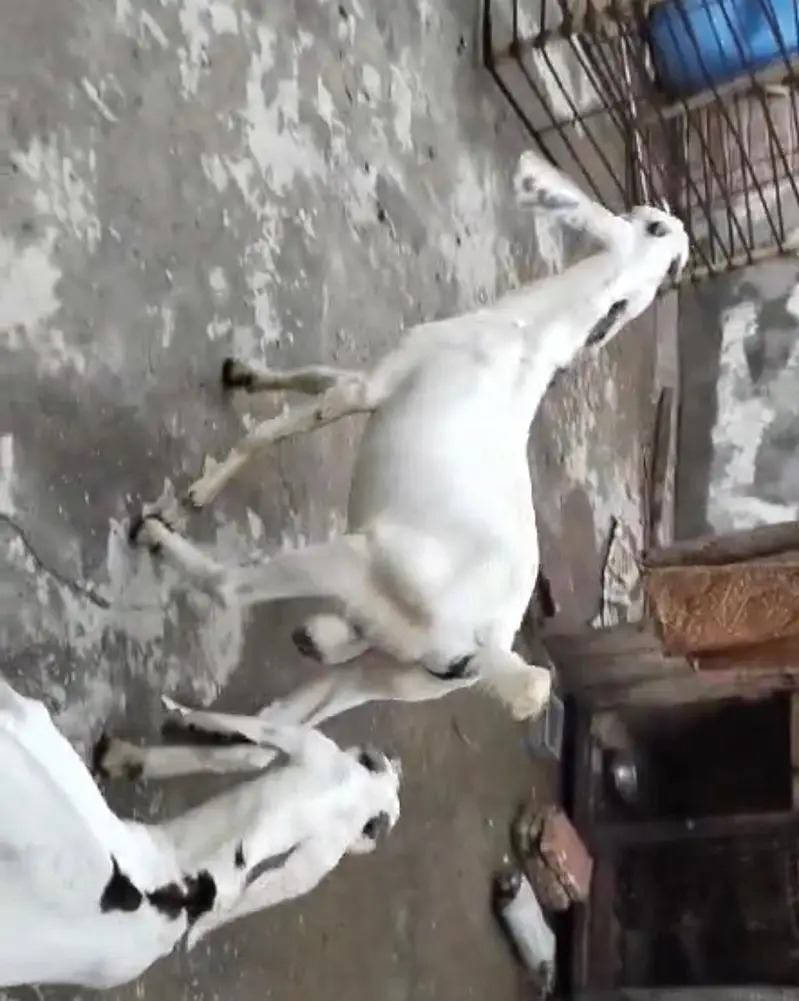 baby male goat — photo 5